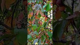 59😲Diospyros kaki 🏵️ playlist grădini înflorite 307 video [upl. by Ruella]