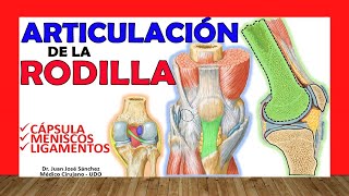 🥇 ARTICULACION DE LA RODILLA ¡Explicación Sencilla [upl. by Nemzaj222]