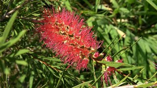 Sowing Winter Hardy Callistemon [upl. by Harlen]