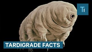 Meet The Water Bear A Nearly Invincible Creature [upl. by Badr438]