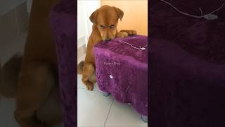 Funny dog funny video episode 71 [upl. by Annid876]