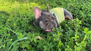 Why My Dog Likes to Eat Grass  Funny Dog Video [upl. by Rhiana]