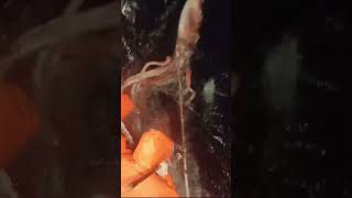 NEW RARE LIVE GIANT SQUID FOOTAGE [upl. by Enigroeg]