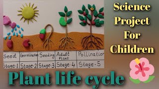 Plant life cycle  plant life cycle project [upl. by Claudette]