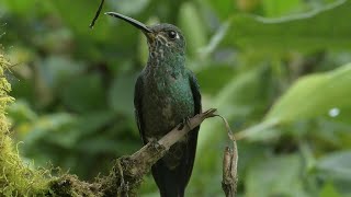 El Chocó Andino campo de la batalla antiminera en la capital de Ecuador  AFP [upl. by Deana]