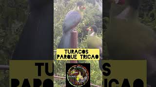 Turacos parque Tricao aviarios birds parrot [upl. by Hintze]