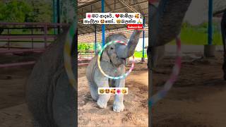 Lande ළදේ Roshan Fernando ytshorts short trending Song Tiktok shortvideo Viral Elephant 🥰🤩 [upl. by Castorina]