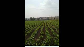 farm farmingfarmview nature crops farmview [upl. by Enoid]