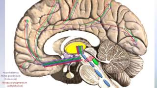 Structures de lencéphale responsables de léveil [upl. by Nuarb530]