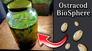 Creating a SelfSustaining Biosphere Jar Aquarium for Ostracods  How to Build a Sealed Ecosystem [upl. by Sicular639]