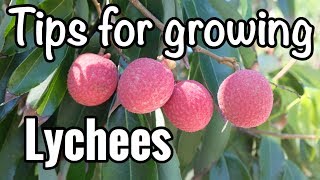 Petes Tips for Growing Lychees in South Florida [upl. by Nelac]