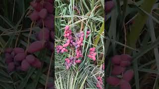 Seedless Dates in yanbu cement company Saudi Arabia [upl. by Cranston]