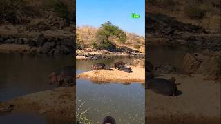 Hippos Family with babys wildlife animals shortsfeed viralvideo [upl. by Ahsener]