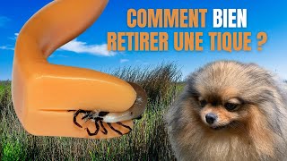 🐶 Comment retirer une tique à mon chien  🐾  ✦ 100 POMERANIAN chihuahua loulou de Poméranie [upl. by Nathanson]