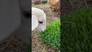 Lamb amp Chickens Eat Barley Fodder [upl. by Hippel781]