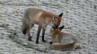 Braunschweig  Füchse in der Stadt  City Foxes [upl. by Sidalg]