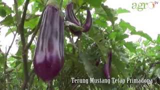 Agro TVTerung Mustang Tetap Primadona [upl. by Yajiv302]