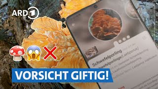 Pilze sammeln im Wald Erkennt die App giftige Pilze  Die Ratgeber HR [upl. by Lizzy]