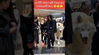 ගාර්ඩ් එකට මෙයාලා ගත්තනම් හරි වගේ 😯🫢😍 doglover viralshorts animallover funnyshorts [upl. by Pfeifer]