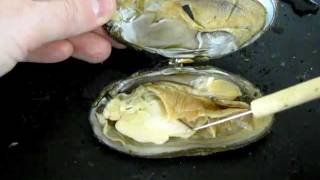 Bivalve Anatomy freshwater mussel [upl. by Noraf335]