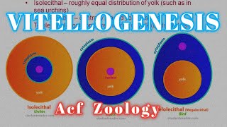 Vitellogenesis  Type of Eggs 🥚 bsc Zoology  Zoology Classes  MSc Zoology  UPSC ZOOLOGY  Bsc [upl. by Odraccir]