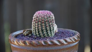 Echinocereus pectinatus quotPink Lace Cactusquot [upl. by Ewan562]