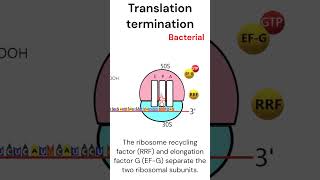 Prokaryotic Translation Termination animation biology [upl. by Ange980]