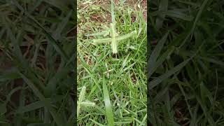 Eleusine indicaGoosegrass of KonaseemaIndian crowfoot grass in the backyard [upl. by Alcina]