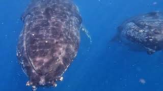 Hervey Bay Whale Swim [upl. by Golub304]