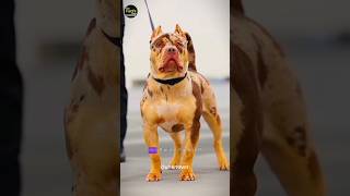 Pitbull vs Presa canario shorts [upl. by Carl]