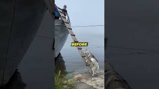 Smart Dog Climbs Ladder To Board A Boat😱 [upl. by Arod]