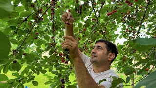 HARVESTING SOUR CHERRY IN THE VILLAGE GRILLING 8KG CHICKEN IN A BIG BARREL OUTDOOR VILLAGE LIFE [upl. by Rosenzweig583]