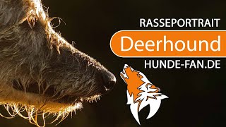 ► Scottish Deerhound 2018 Rasse Aussehen amp Charakter [upl. by Enitsyrhc]