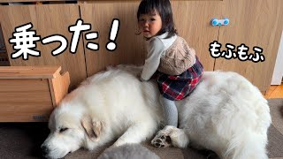 【この日が…】超大型犬の上に完全に乗っかりついに実写版もののけ姫が誕生してしまいました！｜グレートピレニーズ＆オールドイングリッシュシープドッグ＆トイプードル [upl. by Leoj]