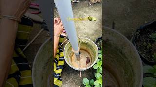 ഡ്രാഗൺ ഫ്രൂട്ട് 🐉നടുന്നത് കണ്ടാലോ 🤔 dragonfruit plants gardening youtube homegardening new [upl. by Edahs]