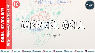 Merkel Cell  NonKeratinocytes  OMM  Dr Paridhi Agrawal [upl. by Yrtneg]