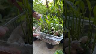 Easiest amp fastest fruit trees to grow… [upl. by Noved86]