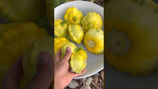 Pattypan Squash Harvest shorts [upl. by Yelsew]