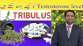 DOES TRIBULUS TERRESTRIS WORK  Dr AHSAJID Explained [upl. by Entsirhc271]