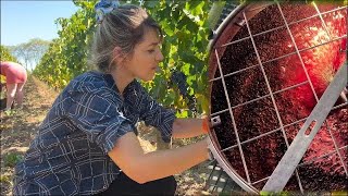 Wine Making Process in Bordeaux  Step by Step ExplanationFun Documentary [upl. by Nezah]