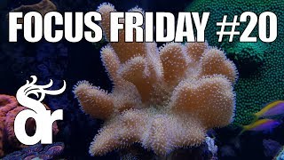 FF20  Keeping Soft Leather Corals in your Reef Tank [upl. by Maryn]