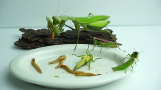 Worlds first Praying Mantis Mukbang [upl. by Nerrawed]