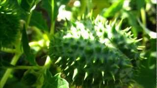 Jimson Weed Datura Stramonium  20121007 [upl. by Hillard]