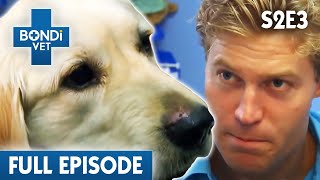 Golden Retriever’s Last Chance Surgery  Bondi Vet Season 2 Ep3  Bondi Vet Full Episodes Bondi Vet [upl. by Suoivatram273]