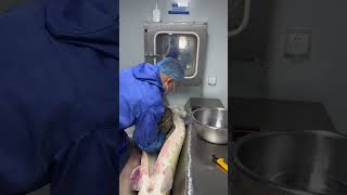 How Caviar extraction from Sturgeon [upl. by Dutch]