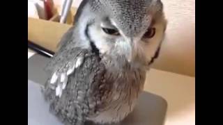 Speaking owl like human [upl. by Quigley]