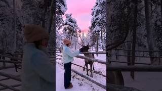 Christmas Magic–Riding Reindeer in the Snow nature christmas [upl. by Imehon359]