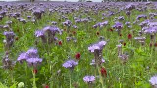 Lacy Phacelia and Crimson Clover [upl. by Ahseat]