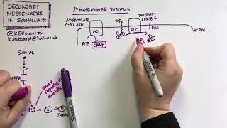 G Protein Signalling [upl. by Bibby]