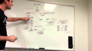 Purine and Pyrimidine synthesis pathway made easy [upl. by Assila622]